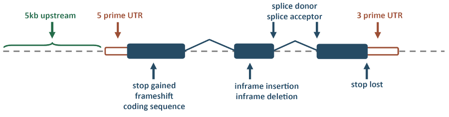 variant_types